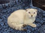 Munchkins - Munchkin Kitten For Sale - 