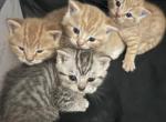 Scottish Straight Kittens - Scottish Straight Kitten For Sale - Alpine&comma; CA&comma; US