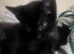 Adorable Russian blue & Egyptian Mau Mixed - Russian Blue Kitten For Sale - Clarksburg&comma; MD&comma; US