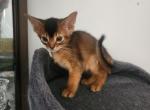 Sirius - Abyssinian Kitten For Sale - Palm Coast&comma; FL&comma; US