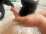 Olives Bombay Boys - Bombay Kitten For Sale - Ashland&comma; KY&comma; US
