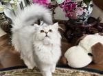 No name yet - British Shorthair Kitten For Sale - Carmel&comma; IN&comma; US