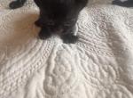 Olives Bombay Females - Bombay Kitten For Sale - Ashland&comma; KY&comma; US