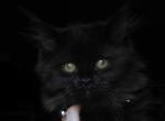 Last One Maine Coon Dollface Persian Hybrids - Maine Coon Kitten For Sale - Mount Penn&comma; PA&comma; US