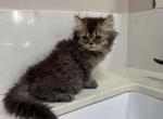 Mix Himalayan & Persian kitten male - Persian Kitten For Adoption - 