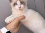 Kitten Rossy female pure Ragdoll - Ragdoll Kitten For Adoption - Auburn&comma; WA&comma; US