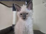 Sophia long hair blue point female - Siamese Kitten For Sale - Eugene&comma; OR&comma; US