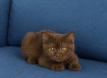Tobby - British Shorthair Kitten For Sale - Clifton&comma; NJ&comma; US