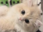 Theo Longhair - British Shorthair Kitten For Sale - Fairfax&comma; VA&comma; US