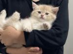 Yellowberry Longhair - British Shorthair Kitten For Sale - Fairfax&comma; VA&comma; US