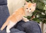 Quasi - Maine Coon Kitten For Sale - Manhattan&comma; NY&comma; US