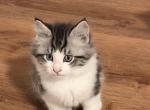 Saber - Maine Coon Kitten For Sale - Manhattan&comma; NY&comma; US