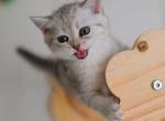 Simba baby boy available - British Shorthair Kitten For Sale - FL&comma; US