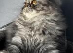 SP18 Sapphire Blue Cream Smoke Tortie - Persian Kitten For Sale - Lacey&comma; WA&comma; US