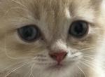 Raspberry Longhair - British Shorthair Kitten For Sale - Fairfax&comma; VA&comma; US