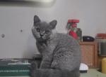 Zuzu - Scottish Straight Kitten For Sale - New York&comma; NY&comma; US