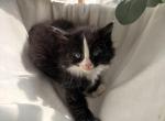 Rare Polydactyl Tuxedo kitty with Bright Blue Eyes - Domestic Kitten For Sale - 