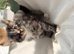 Handsome Silver Tabby Boy with Bright Eyes & W - Domestic Kitten For Sale - Agawam&comma; MA&comma; US