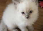 Luna - Ragdoll Kitten For Sale - Coolidge&comma; AZ&comma; US