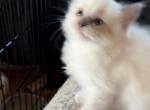 Luna - Ragdoll Kitten For Sale - Coolidge&comma; AZ&comma; US