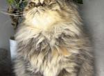 SP16 Laven Dilute Calico Smoke Female Available - Persian Kitten For Sale - Lacey&comma; WA&comma; US