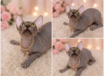 Sofia - Sphynx Kitten For Sale - Wellesley&comma; MA&comma; US