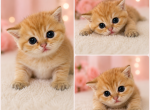Coke - Scottish Straight Kitten For Sale - Wellesley&comma; MA&comma; US