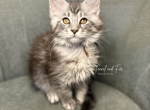 Hans Black Silver tabby Maine coon - Maine Coon Kitten For Sale - Villa Rica&comma; GA&comma; US