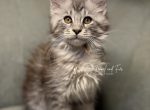 Hans Black Silver tabby Maine coon - Maine Coon Kitten For Sale - Villa Rica&comma; GA&comma; US