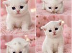 Cola - Scottish Straight Kitten For Sale - Wellesley&comma; MA&comma; US