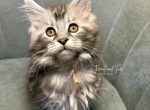 Elsa Polydactyl Black Silver Tabby Maine Coon - Maine Coon Kitten For Sale - Villa Rica&comma; GA&comma; US