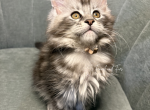 Elsa Polydactyl Black Silver Tabby Maine Coon - Maine Coon Kitten For Sale - Villa Rica&comma; GA&comma; US