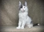Eclair - Maine Coon Kitten For Sale - Powder Springs&comma; GA&comma; US