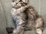 Anna Polydactyl Black Silver Tabby Maine Coon - Maine Coon Kitten For Sale - Villa Rica&comma; GA&comma; US