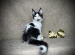 Cannoli - Maine Coon Kitten For Sale - Powder Springs&comma; GA&comma; US