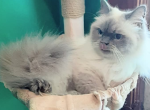 Estella and Sebastian - Ragdoll Kitten For Sale - 