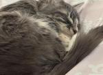 Snowy - Domestic Kitten For Sale - Cranston&comma; RI&comma; US