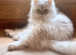 Salem and Sebastian - Persian Kitten For Sale - New Orleans&comma; LA&comma; US