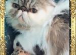 Kennedy and Kingston - Persian Kitten For Sale - 