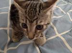 7 kittens - American Shorthair Kitten For Sale - Greenville&comma; TX&comma; US