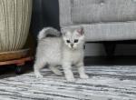 June - Scottish Straight Kitten For Sale - Commerce City&comma; CO&comma; US