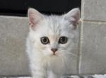 June - Scottish Straight Kitten For Sale - Commerce City&comma; CO&comma; US