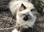 The Jazz Man - Ragdoll Kitten For Sale - 