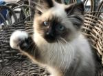 Tunes - Ragdoll Kitten For Sale - Burlington&comma; WI&comma; US