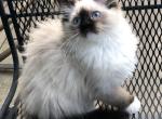 Spirit - Ragdoll Kitten For Sale - Burlington&comma; WI&comma; US
