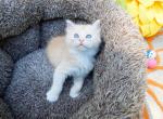 Petrie - Munchkin Kitten For Sale - Statesville&comma; NC&comma; US
