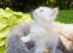 Petrie - Munchkin Kitten For Sale - 