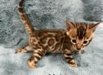 Bengal Lovers - Bengal Kitten For Sale - 