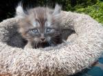 Spike - Munchkin Kitten For Sale - 