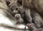 First Russian Blue Litter - Russian Blue Kitten For Sale - Fairfax&comma; VA&comma; US